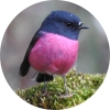 circle pink robin sml