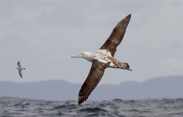 228 Wandering Albatross immature