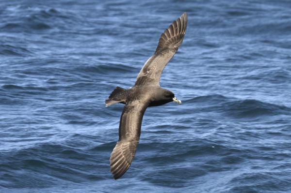 228 White chinned Petrel